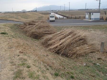 大量に積み上げられたヨシ束