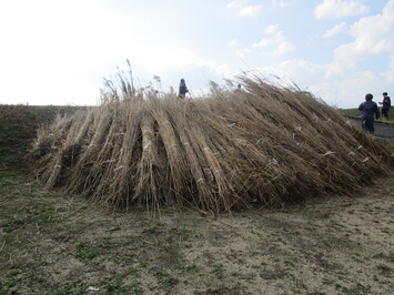刈り取ったヨシを集めている様子
